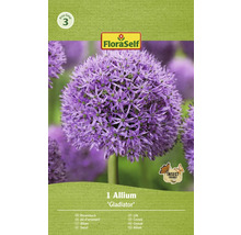 Förpackning med en Allium Gladiator-lök från FloraSelf