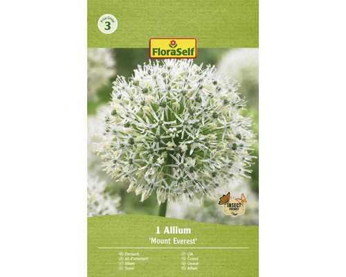 Blomsterlök FLORASELF Allium 'Mount Everest' 1st