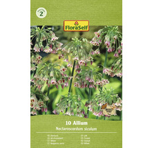 FloraSelf Allium Nectaroscordum siculum förpackning med prydnadslökblomsterlökar