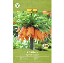 Förpackning med Fritillaria imperialis Aurora blomsterlök