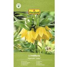 Förpackning med en kejsarkrona blomsterlök av sorten ''Lutea''