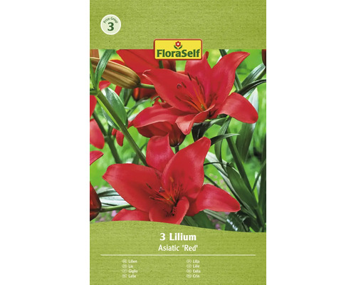 Blomlökar FLORASELF Lilja Asiatic Red 3st