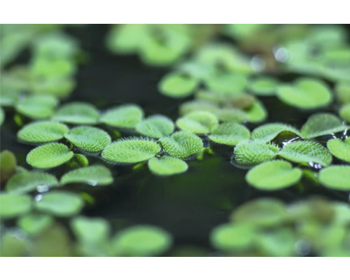 Akvarieväxt DENNERLE PLANTS Salvinia minima In-Vitro