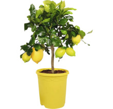 Citronträd i kruka med citroner och blad