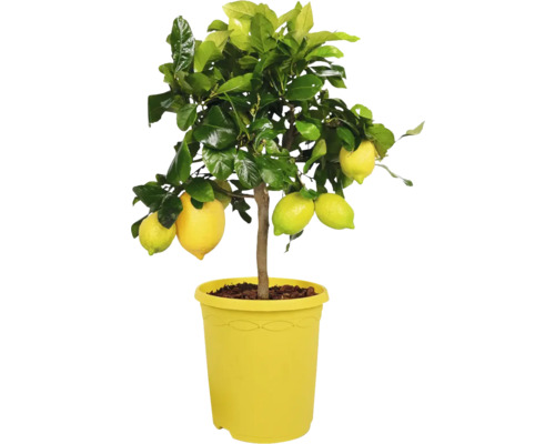 Limequat FLORASELF Citrus 'Limon' ca 50cm krukstorlek Ø23cm