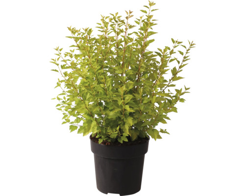 Brudspirea i kruka