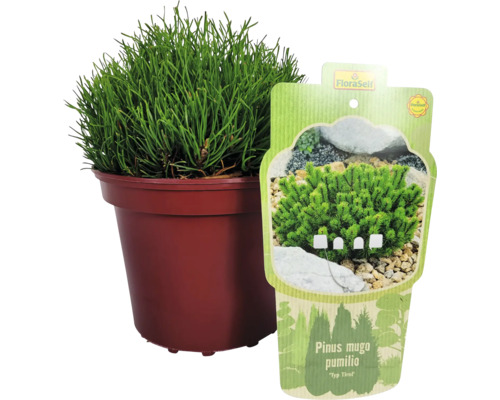 Bergtall ''Pumilio'' i kruka