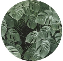 Dekorativ rumsväxtstapeter med Monstera-motiv
