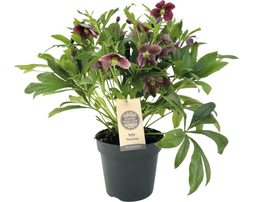 Julros FLORASELF Helleborus orientalis 'Viv Victoria' krukstorlek Ø17cm