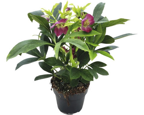 Turkisk julros FLORASELF Helleborus orientalis Early Dark krukstorlek Ø12cm Julros i kruka med gröna blad och röda blommor
