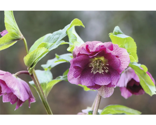 Julros FLORASELF Helleborus orientalis Viv krukstorlek Ø19cm fyllda blommor