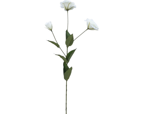 Konstväxt Lisicodon grandiflorum x3 69cm vit