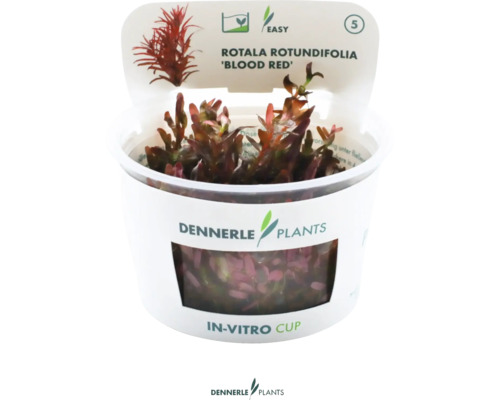 Akvarieväxt DENNERLE PLANTS Rotala rotundifolia 'Blood Red' In-Vitro