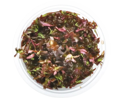 Toppvy av en Rotala rotundifolia i kruka för akvarier