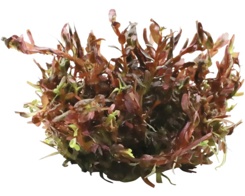 Vattenväxt som dekoration för akvarier