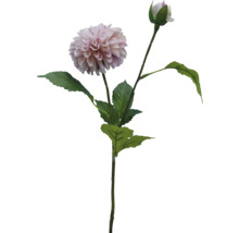 Dekorativ dahlia med stjälk och blad