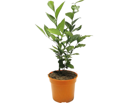 Äkta teplanta Camellia sinensis 30-40cm Co 3L