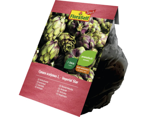 FloraSelf Kronärtskocka ''Imperial Star'', en planta
