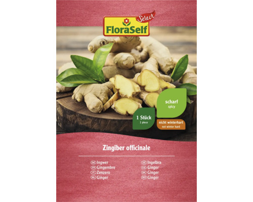 FloraSelf Ingefära Rhizom, en bit, inte vinterhärdig och kryddig