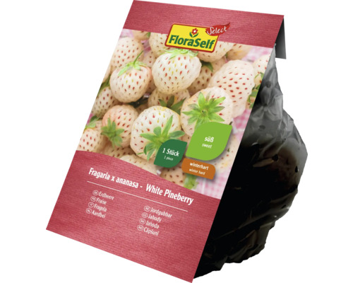 FloraSelf White Pineberry jordgubbe i planteringssäck, vinterhärdig och söt