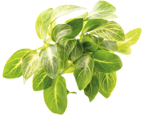 Akvarieväxt DENNERLE PLANTS Dvärganubias Anubias varteri var. nana "Stardust" Grön konstgjord växt med blad