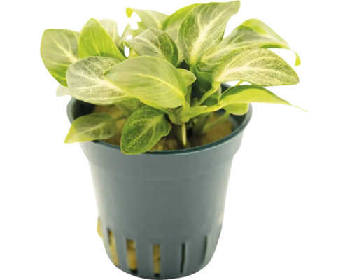 Anubias barteri i kruka