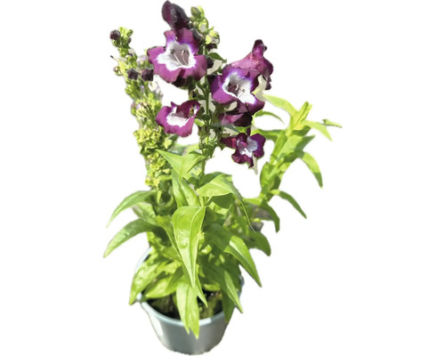 Penstemon mix FLORASELF Penstemon x Hybride 10-30cm Co 3L