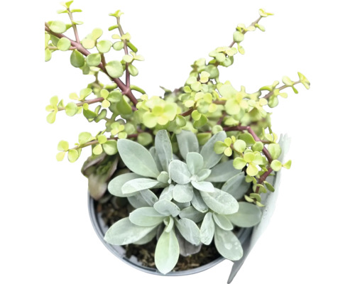 Perenn Trio Mix värmeproffs FLORASELF Co 5L värme & torktåliga tillfälligt sortiment Inomhusväxt i kruka med olika gröna blad