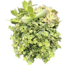 Succulent växt med små blad