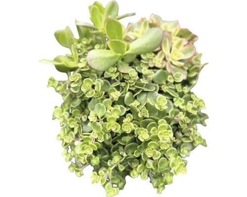 Succulent växt med små blad