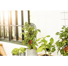 Scen med basilika, paprika och tomatplantor i krukor