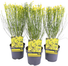 Tre krukväxter ginst med gula blommor