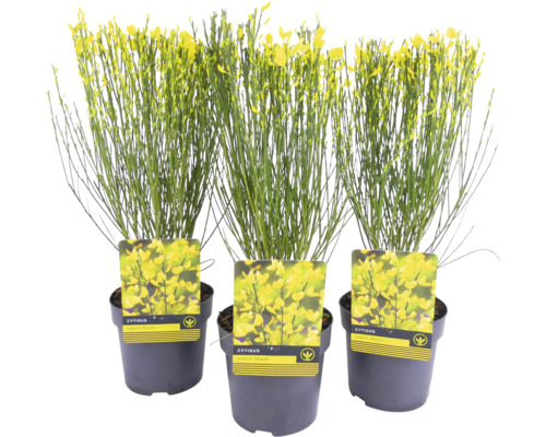 Tre krukväxter ginst med gula blommor