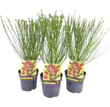 Tre Cytisus i krukor