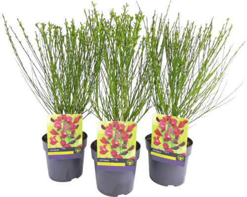 Tre Cytisus i krukor