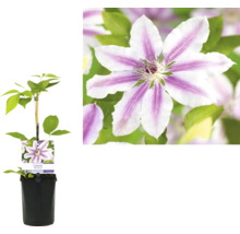 Klematis i kruka med blomma