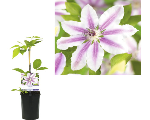 Klematis i kruka med blomma