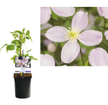 Klematis i kruka med klätterhjälp och blomma i detalj