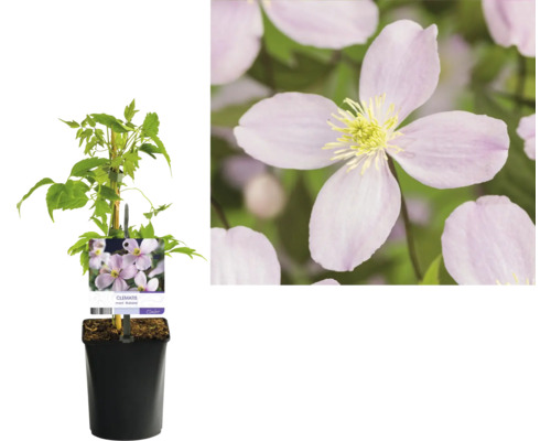 Klematis i kruka med klätterhjälp och blomma i detalj