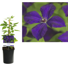 Klematis planta i kruka med klätterhjälp