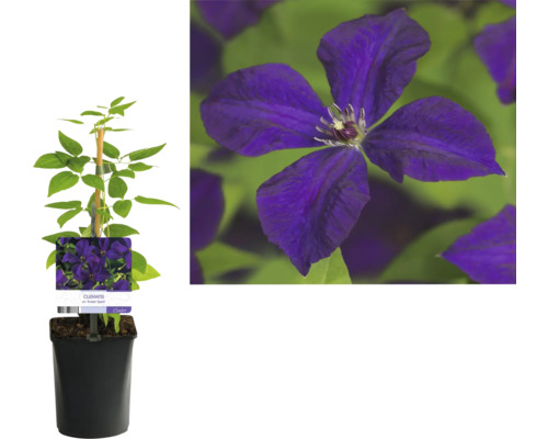 Klematis planta i kruka med klätterhjälp