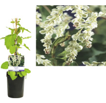 Klätterbindväv Fallopia aubertii i kruka med blomma