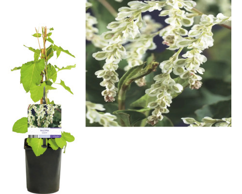 Klätterbindväv Fallopia aubertii i kruka med blomma