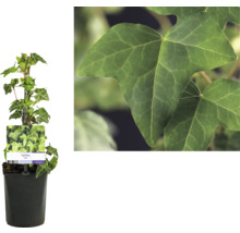 Murgröna i kruka med gröna blad
