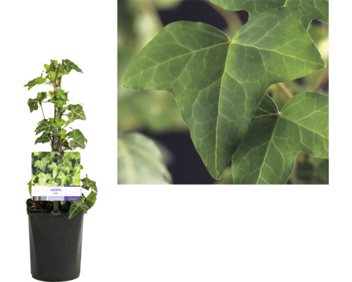 Murgröna i kruka med gröna blad