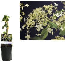 Klätterhortensia i kruka