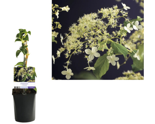 Klätterhortensia i kruka