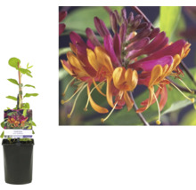 Kaprifol i kruka med orange och magenta blommor