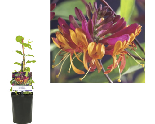 Kaprifol i kruka med orange och magenta blommor