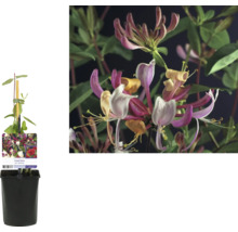 Tryväxt med blomma i kruka